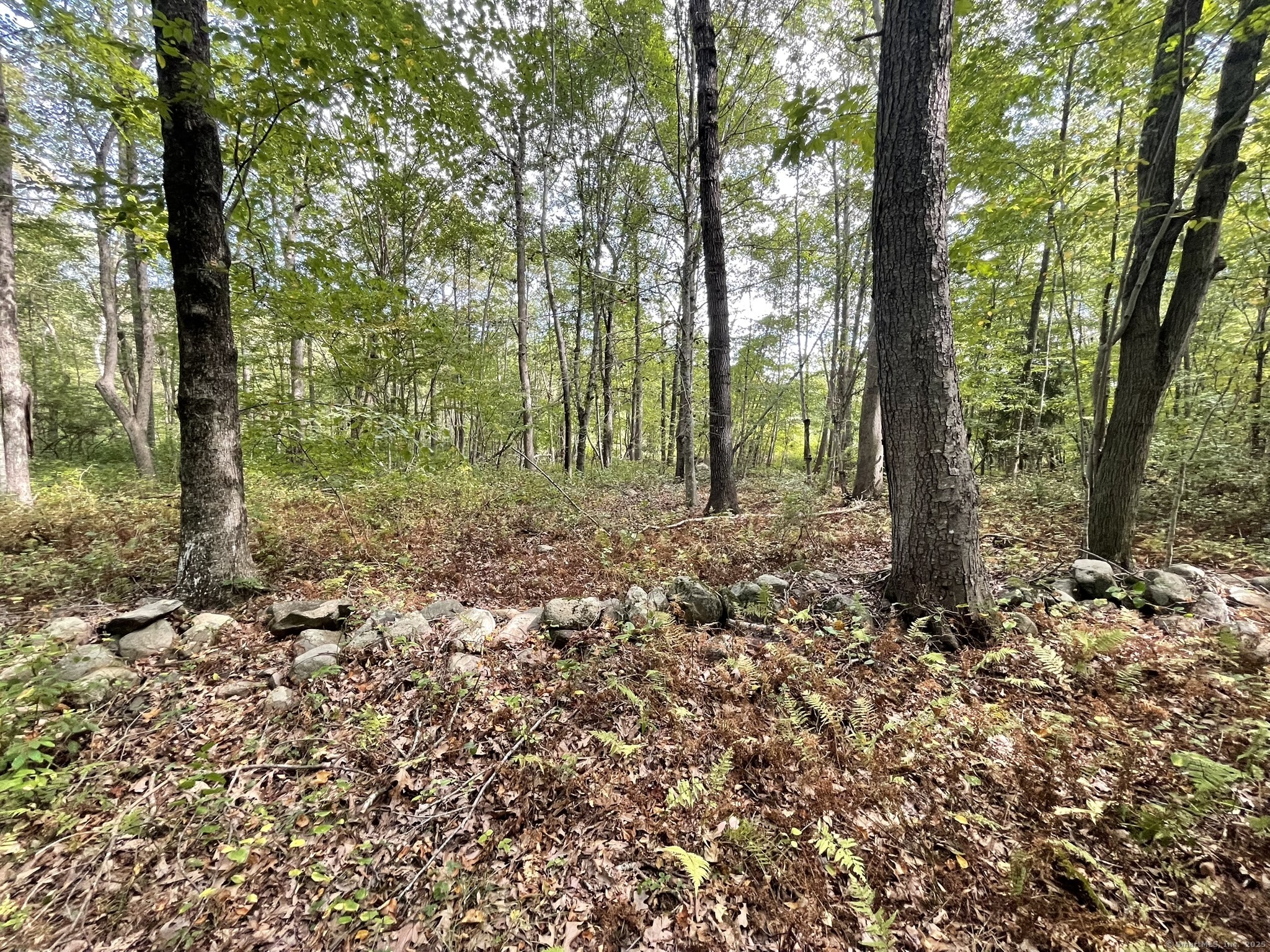 15 Short Hills Road Old Lyme, CT 06371 - Photo 13 of 31 a view of a forest that has large trees