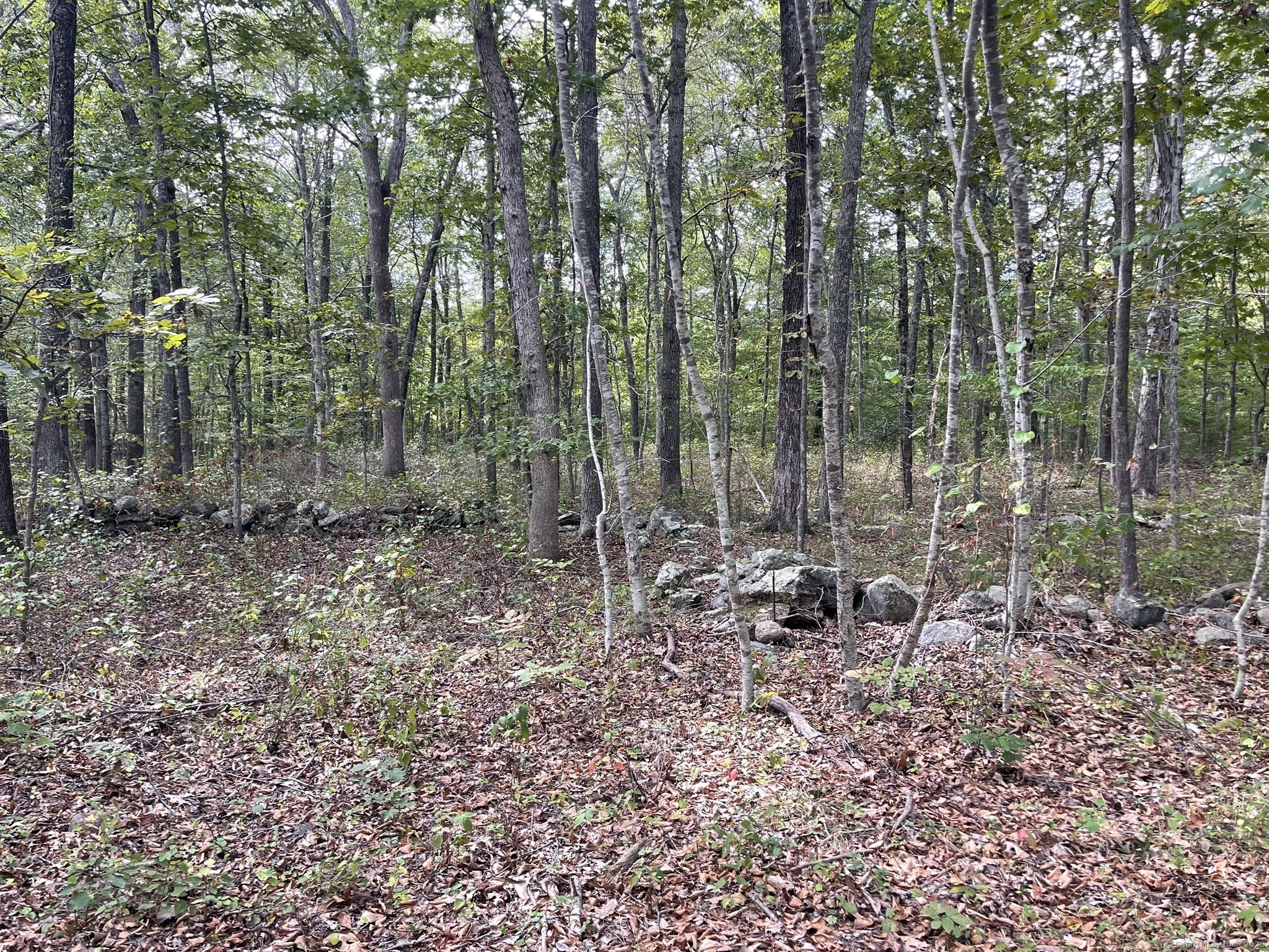15 Short Hills Road Old Lyme, CT 06371 - Photo 18 of 31 a view of forest