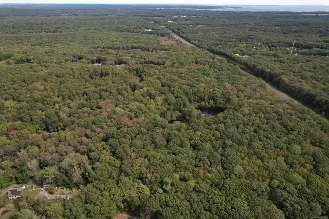 a view of a forest with a street