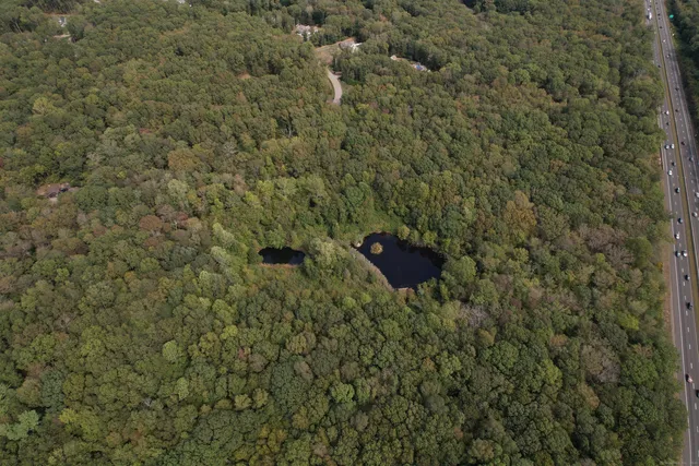 a view of a dry yard with large trees