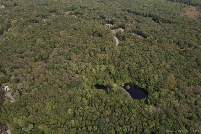 a view of a forest that has a tree