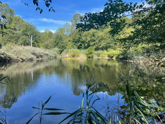 a view of a backyard with trees