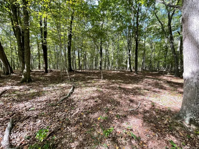 a view of outdoor space with trees