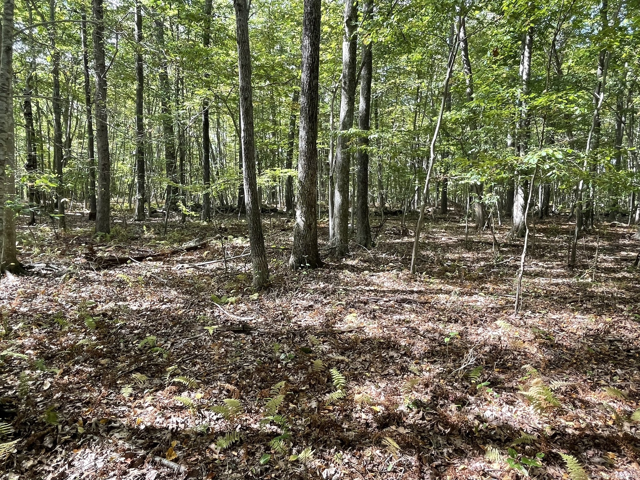 15 Short Hills Road Old Lyme, CT 06371 - Photo 10 of 31 a view of outdoor space with lots of trees