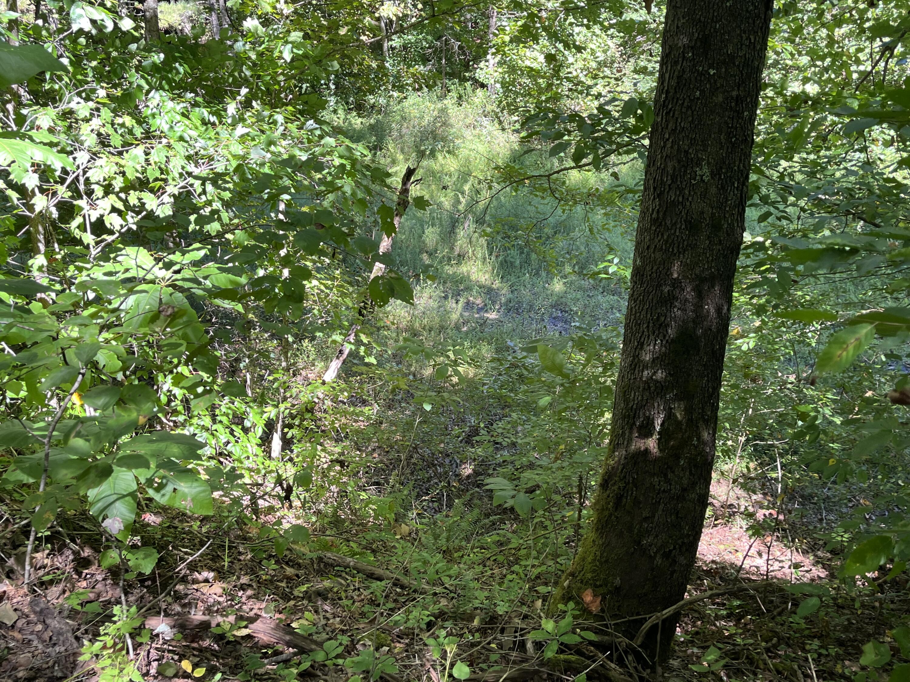 0 Daus Mountain Road Dunlap, TN 37327 - Photo 11 of 33 Photo Aug 31, 12 34 08 PM