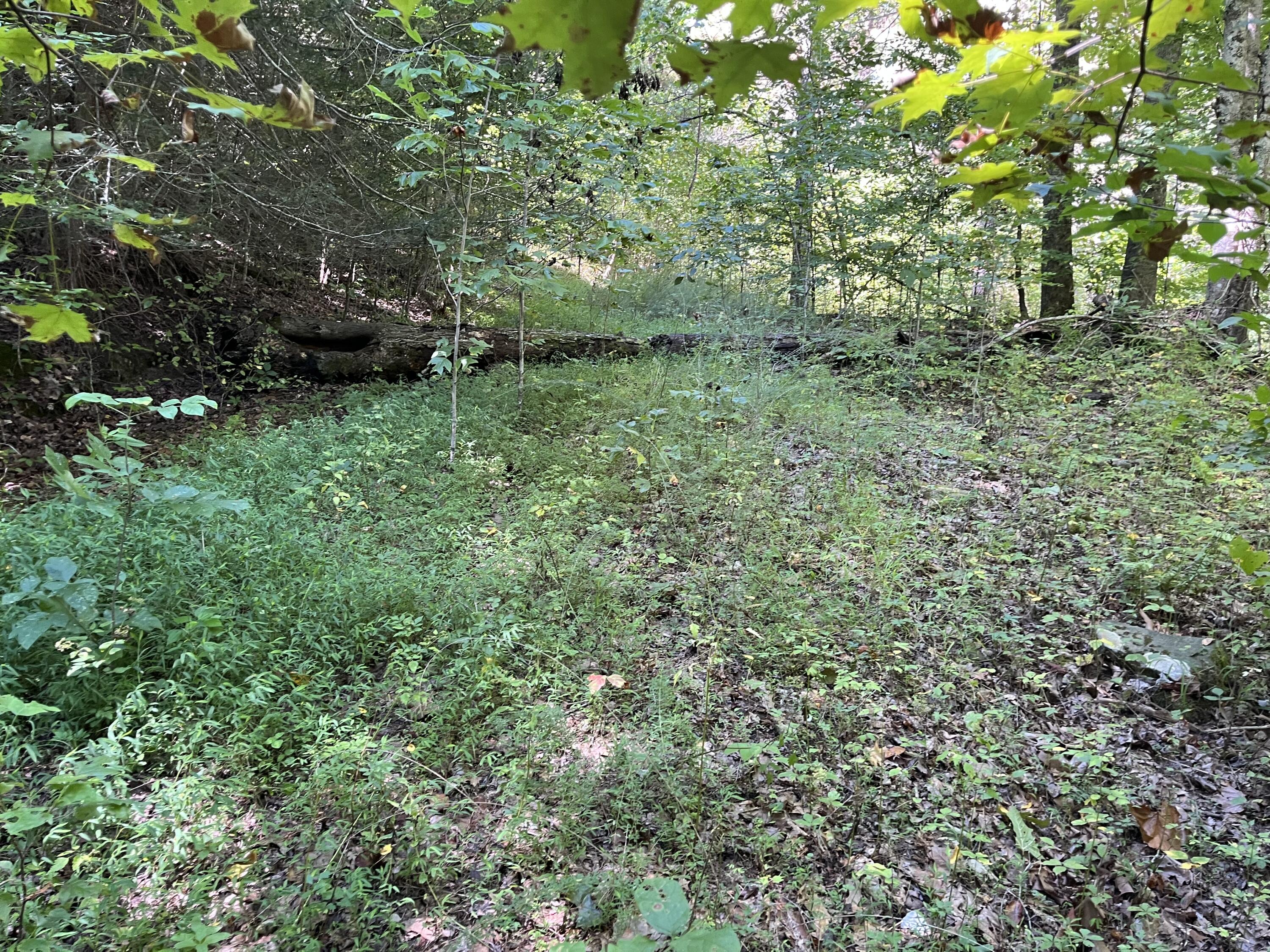 0 Daus Mountain Road Dunlap, TN 37327 - Photo 10 of 33 Photo Aug 31, 12 33 12 PM