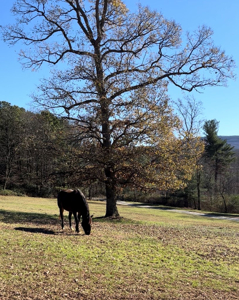 2086 Burnt Mountain Road Ellijay, GA 30536 - Photo 26 of 47 a view of swimming pool with a yard