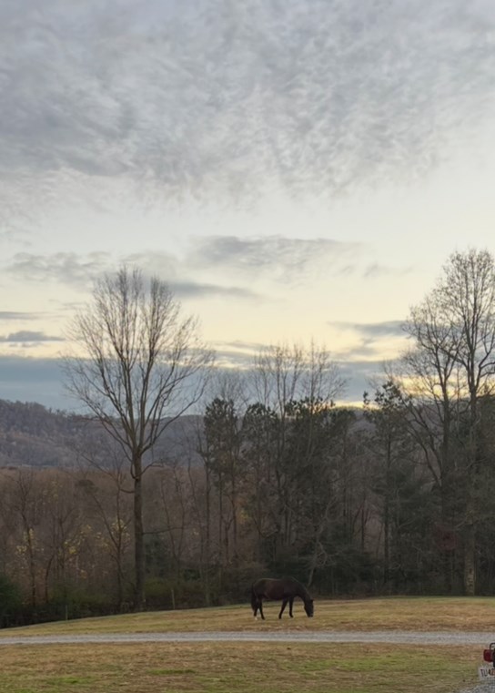 2086 Burnt Mountain Road Ellijay, GA 30536 - Photo 27 of 47 a view of a yard