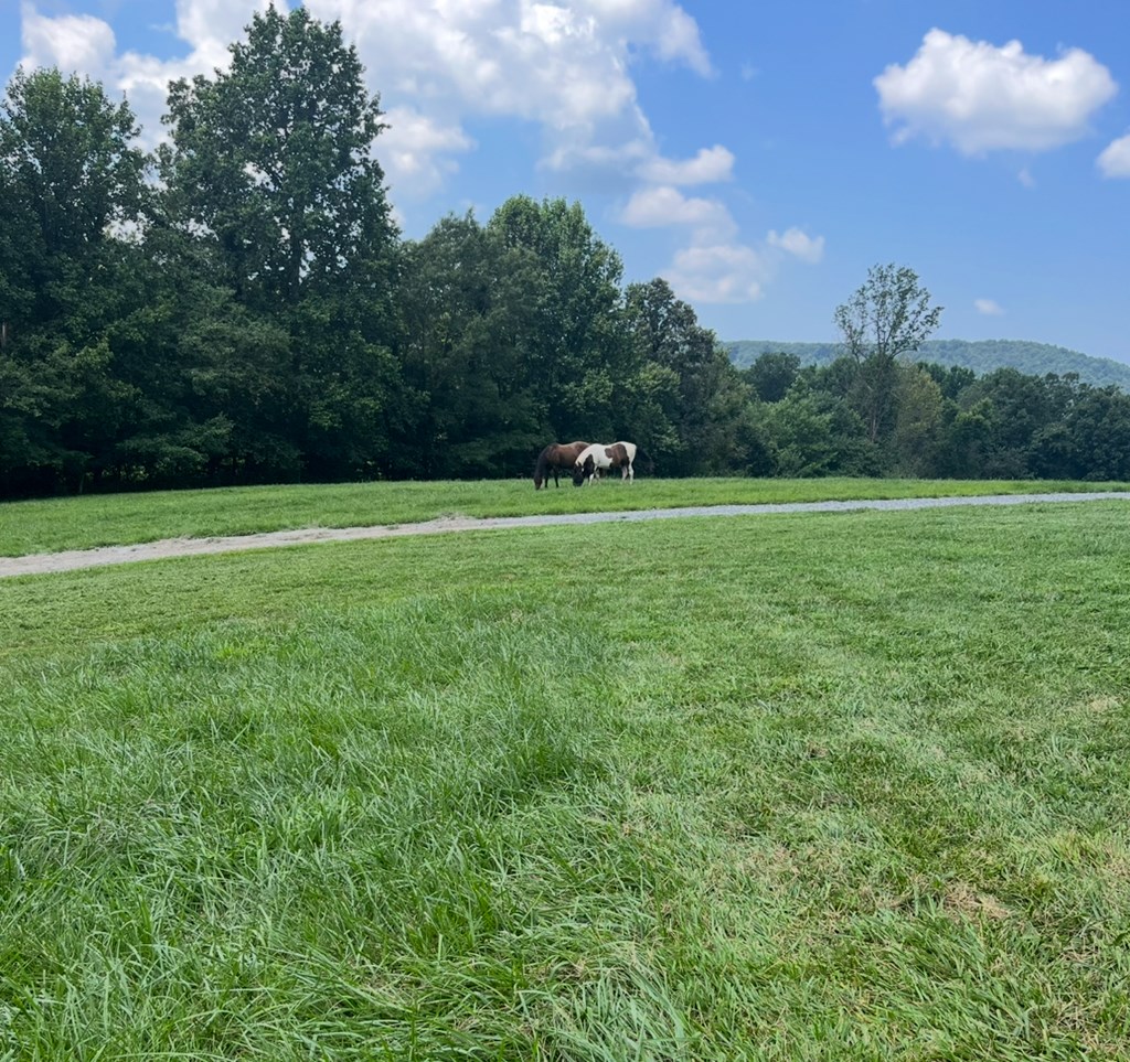 2086 Burnt Mountain Road Ellijay, GA 30536 - Photo 28 of 47 a yard with lots of green space