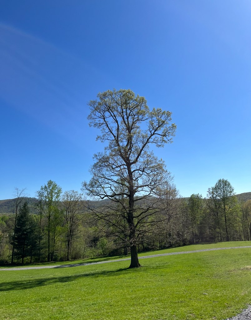 2086 Burnt Mountain Road Ellijay, GA 30536 - Photo 29 of 47 a view of a field with a tree in the background