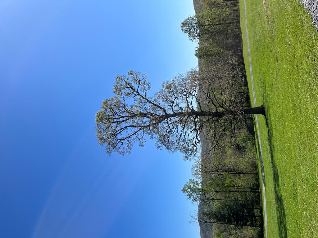 2086 Burnt Mountain Road Ellijay, GA 30536 - Photo 44 of 47 a vase of water with a tree in the background