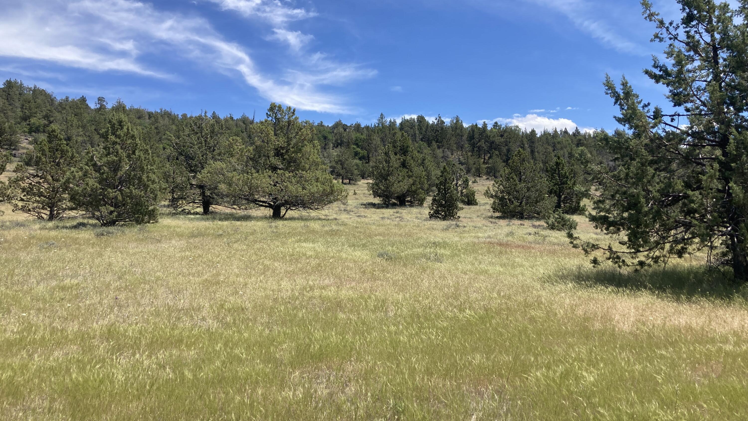 Nsa Loomis Cabin Road McArthur, CA 96056 - Photo 4 of 11 IMG_1700