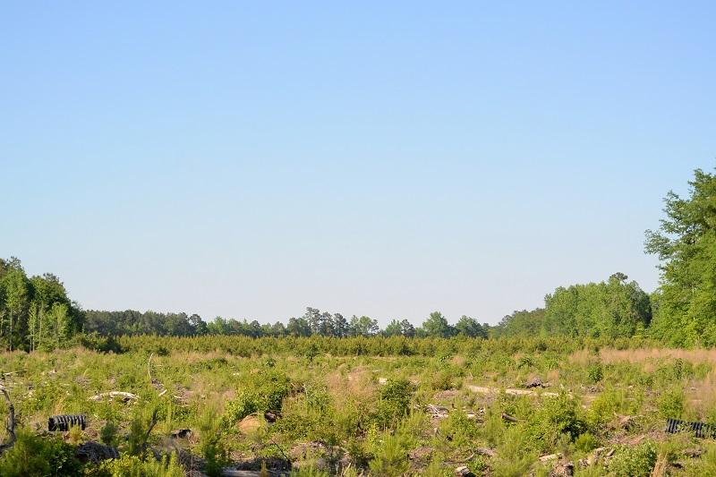 0 Patty Road Lake City, SC 29560 - Photo 2 of 6 2