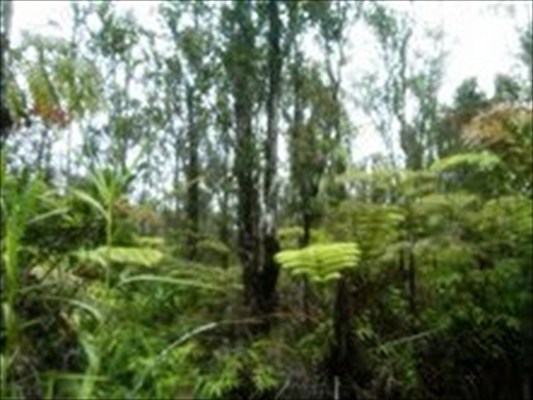 32 Okika Road Pahoa, HI 96778 - Photo 1 of 1 a view of a green yard