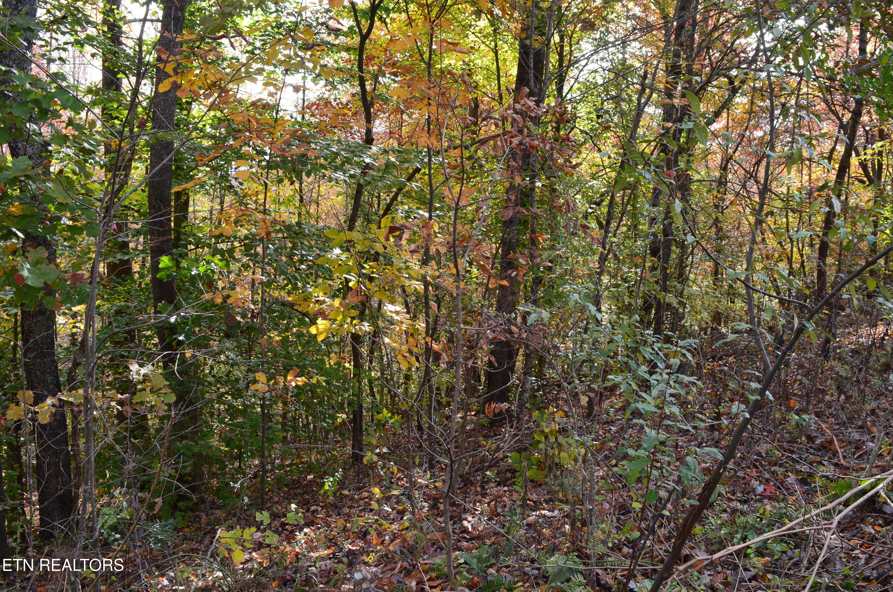 Whitman Hollow Road La Follette, TN 37766 - Photo 6 of 6 DSC_1170