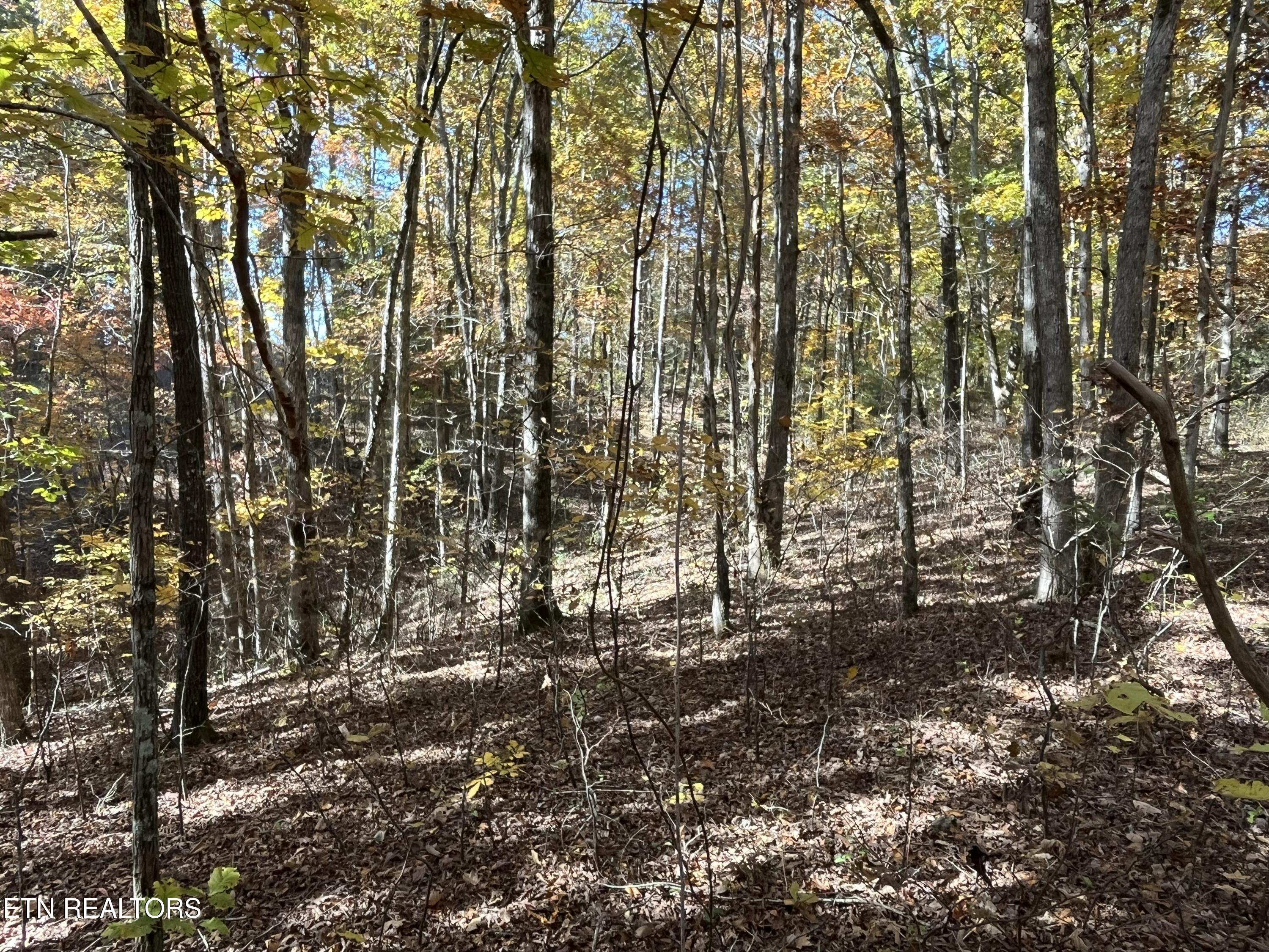 Simmons Branch Road Road Centerville, TN 37033 - Photo 7 of 14 IMG_7883