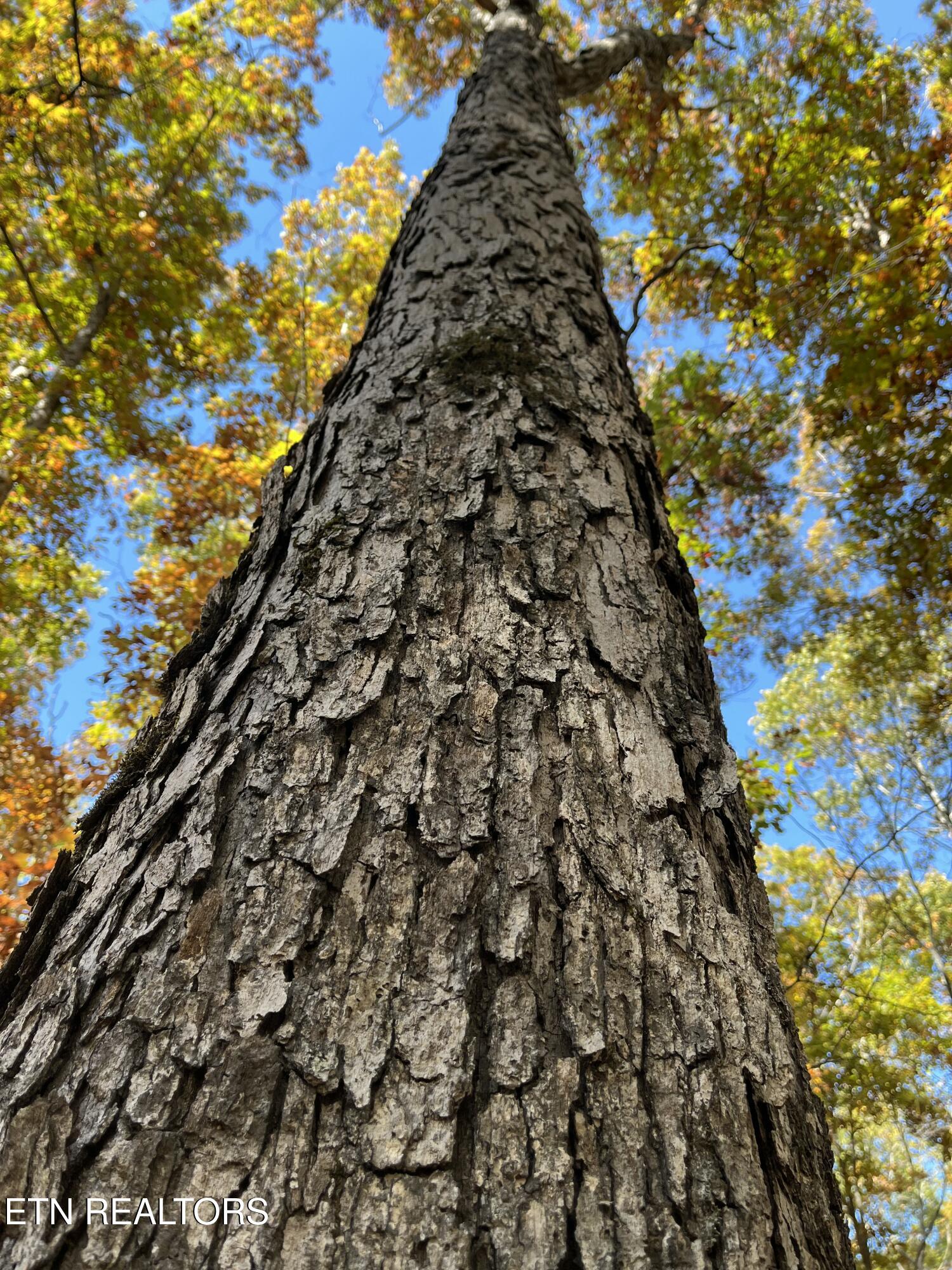 Simmons Branch Road Road Centerville, TN 37033 - Photo 8 of 14 IMG_7889