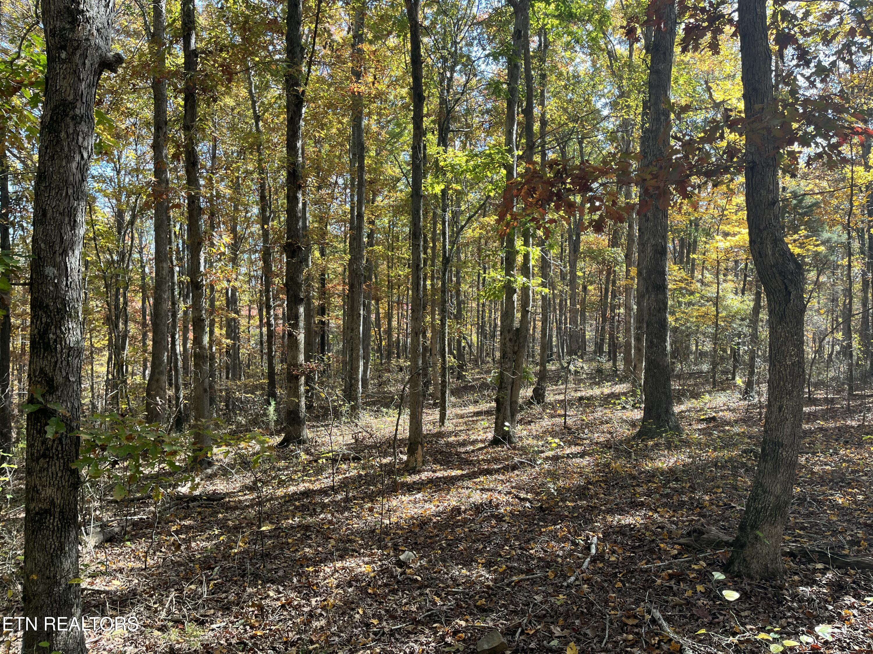 Simmons Branch Road Road Centerville, TN 37033 - Photo 9 of 14 IMG_7892