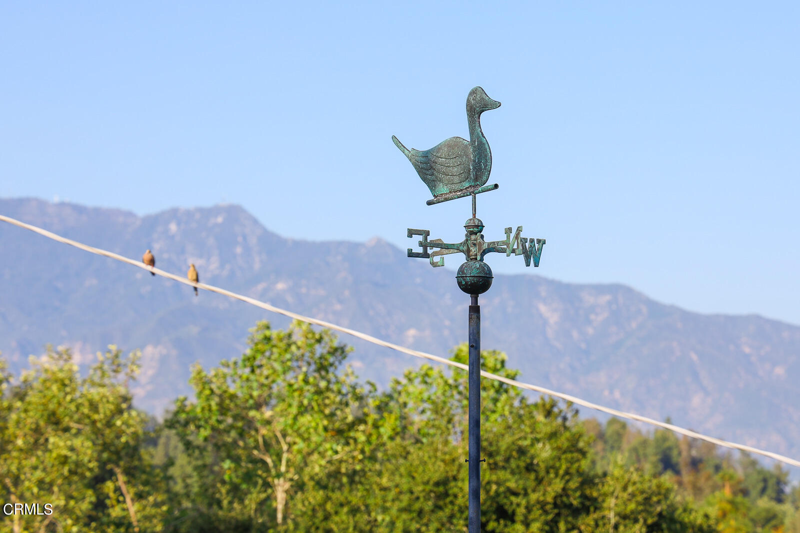 100 Sequoia Drive Pasadena, CA 91105 - Photo 49 of 51 a vase of flowers sitting on a table