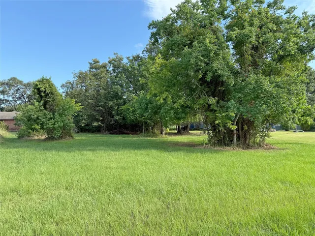 a view of a trees in a yard