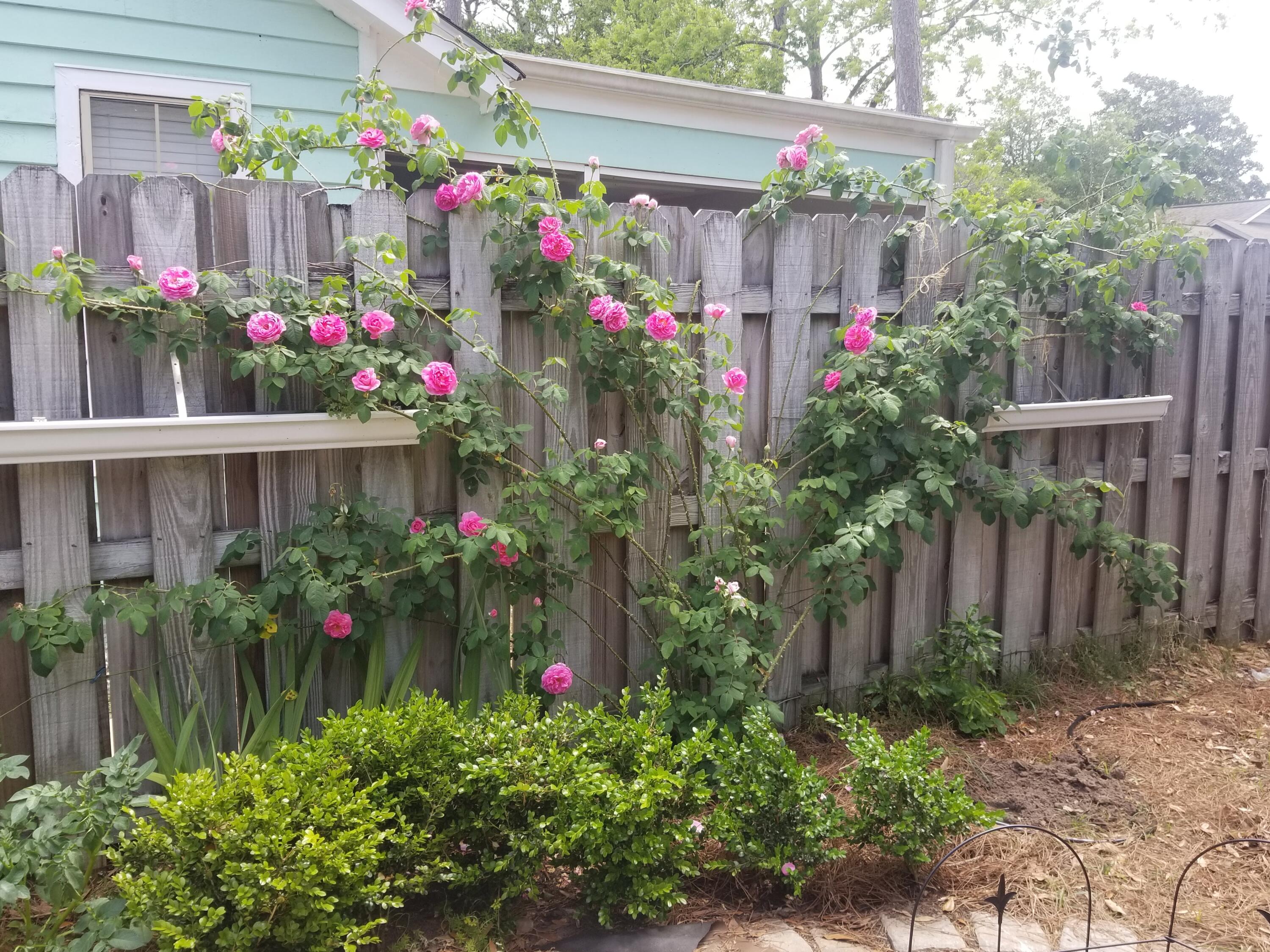1244 Llewellyn Road Mount Pleasant, SC 29464 - Photo 19 of 20 DSC00415