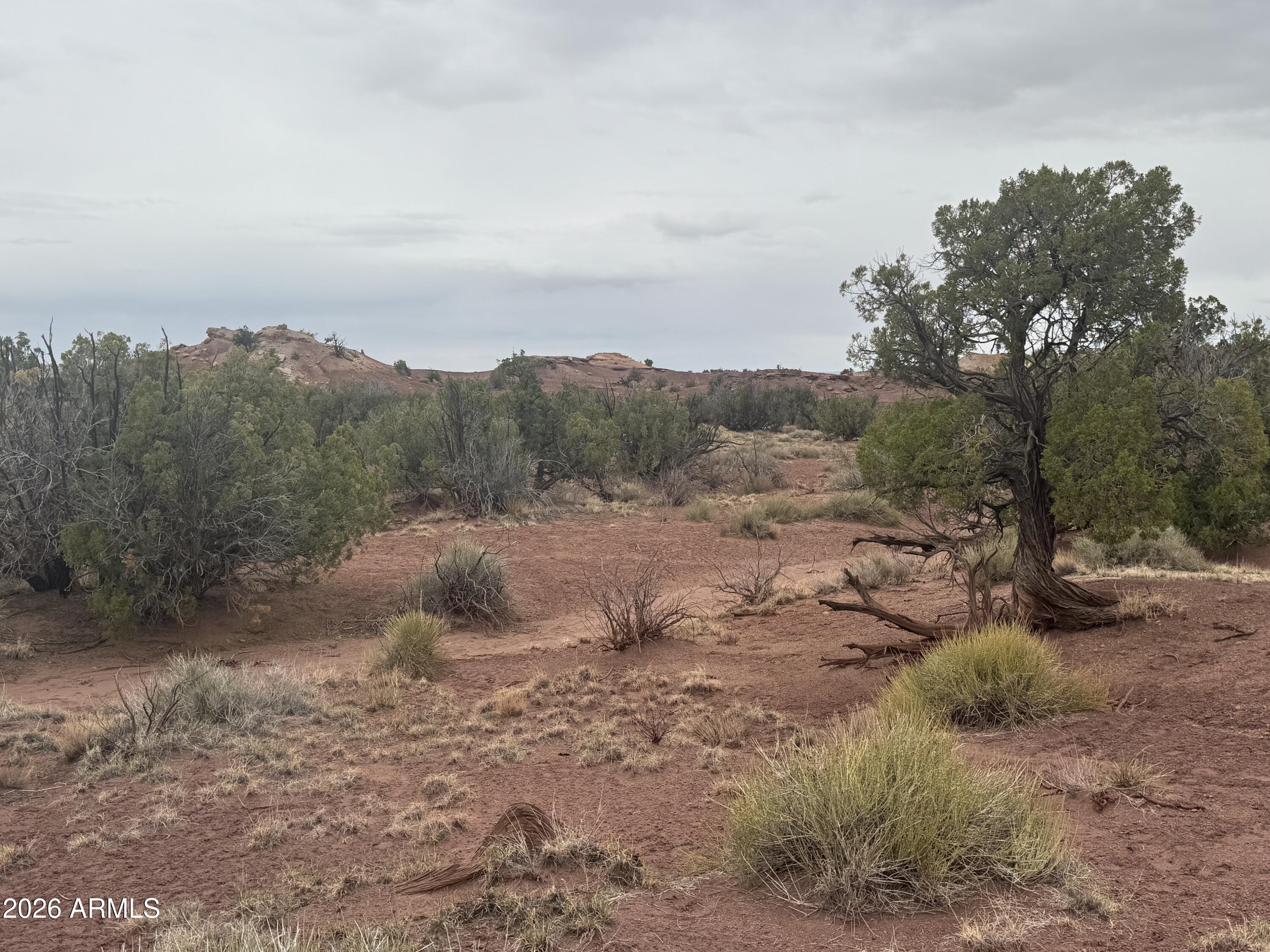 Lot 222 River Springs Ranch, Unit 222 St. Johns, AZ 85936 - Photo 2 of 19 a view of a dry yard with trees
