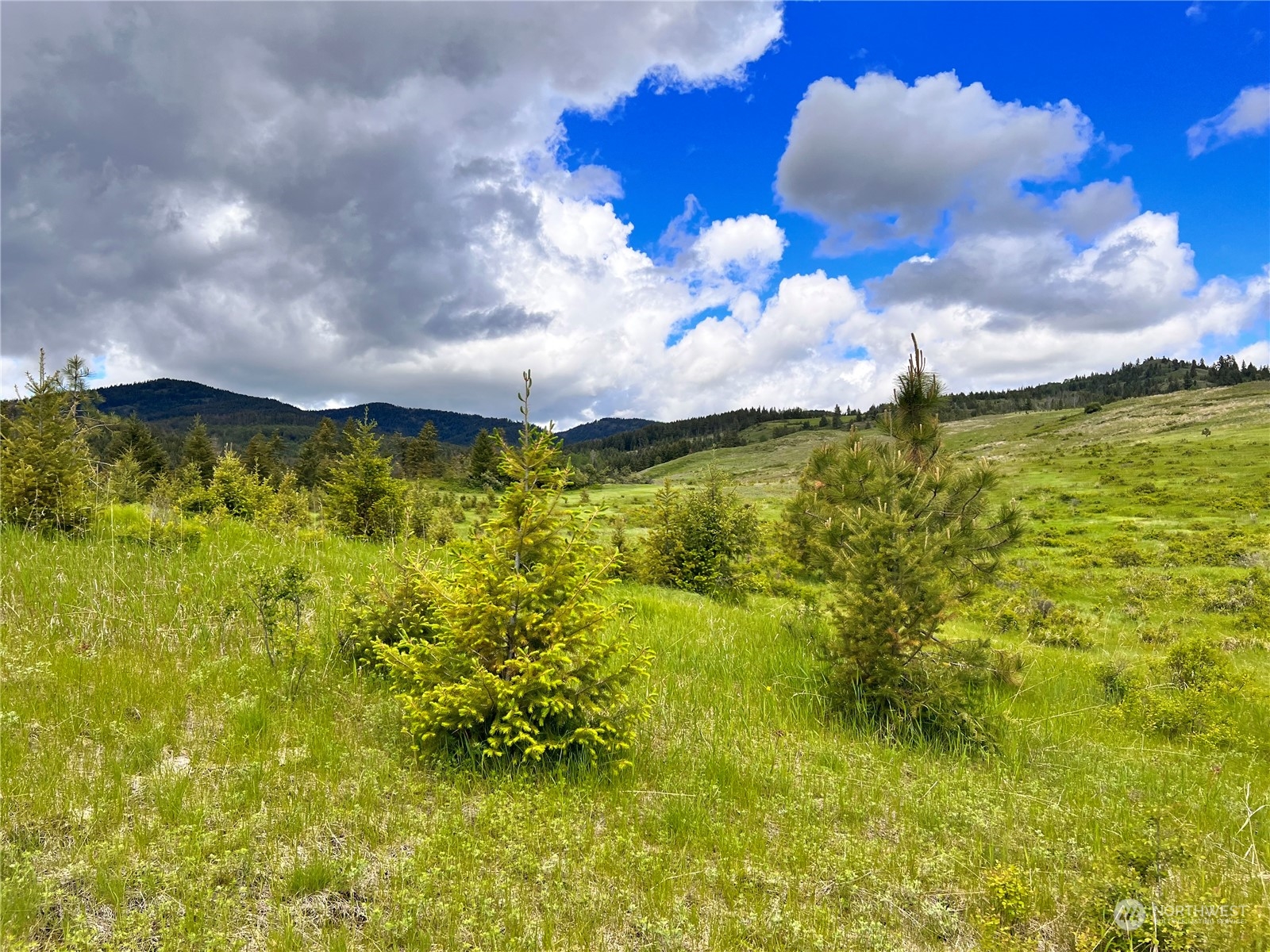 -tbd Big Goosmus Creek Road Curlew, WA 99118 - Photo 6 of 12 a view of a indoor basketball court