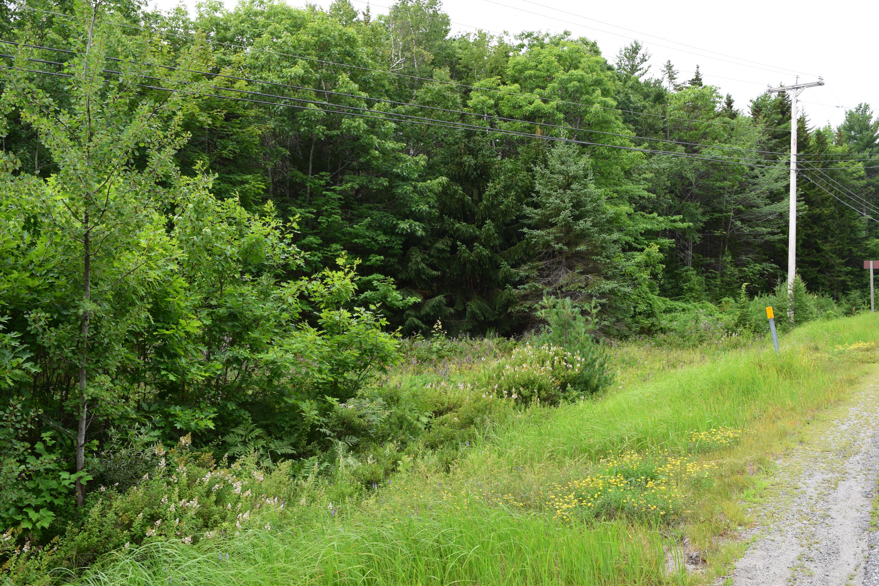 314 Knox Road Bar Harbor, ME 04609 - Photo 11 of 11 DSC_0107