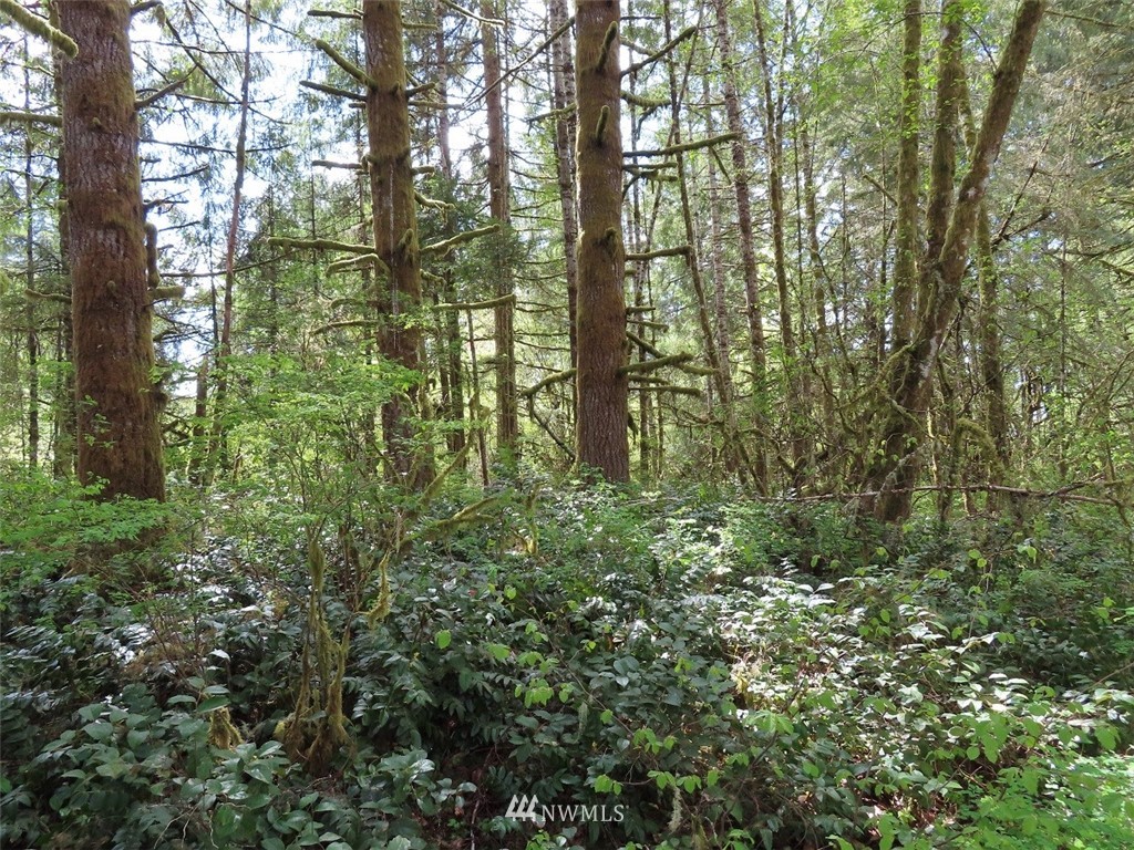 5 State Route 6 Chehalis, WA 98532 - Photo 11 of 37