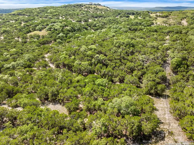 a view of a yard with plants and trees