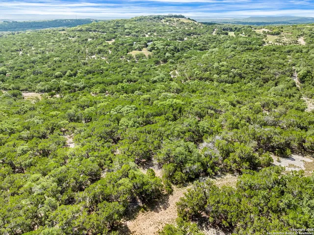 a view of a yard with plants and trees