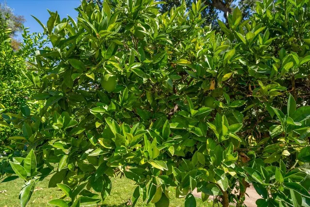 $1,399,000 | 6681 Riverside Drive, Redding, CA 96001