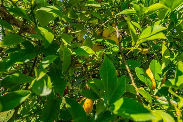 $1,359,000 | 6681 Riverside Drive, Redding, CA 96001