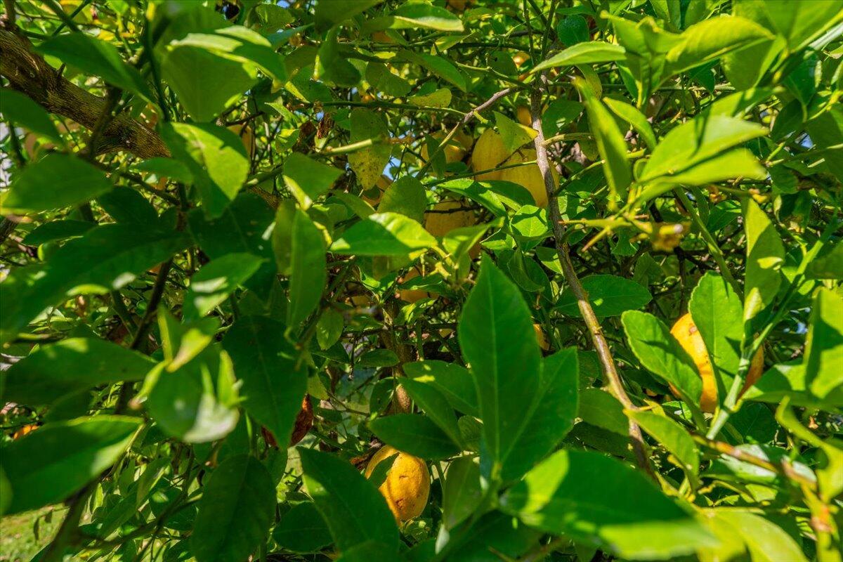 6681 Riverside Drive Redding, CA 96001 - Photo 95 of 124 a view of a tree