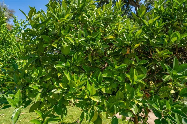 $1,359,000 | 6681 Riverside Drive, Redding, CA 96001