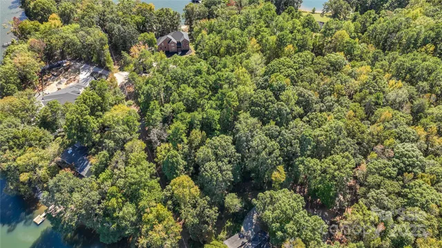 view of a lush green forest