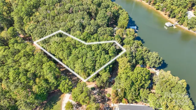 a view of a forest with a tree