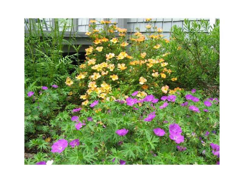 2 Brookside Drive Cumberland Center, ME 04021 - Photo 10 of 35 Yard/Garden.