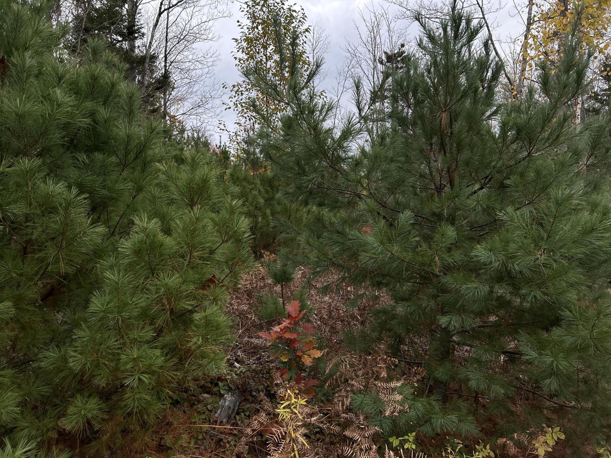 401 Genthner Road Waldoboro, ME 04572 - Photo 12 of 35