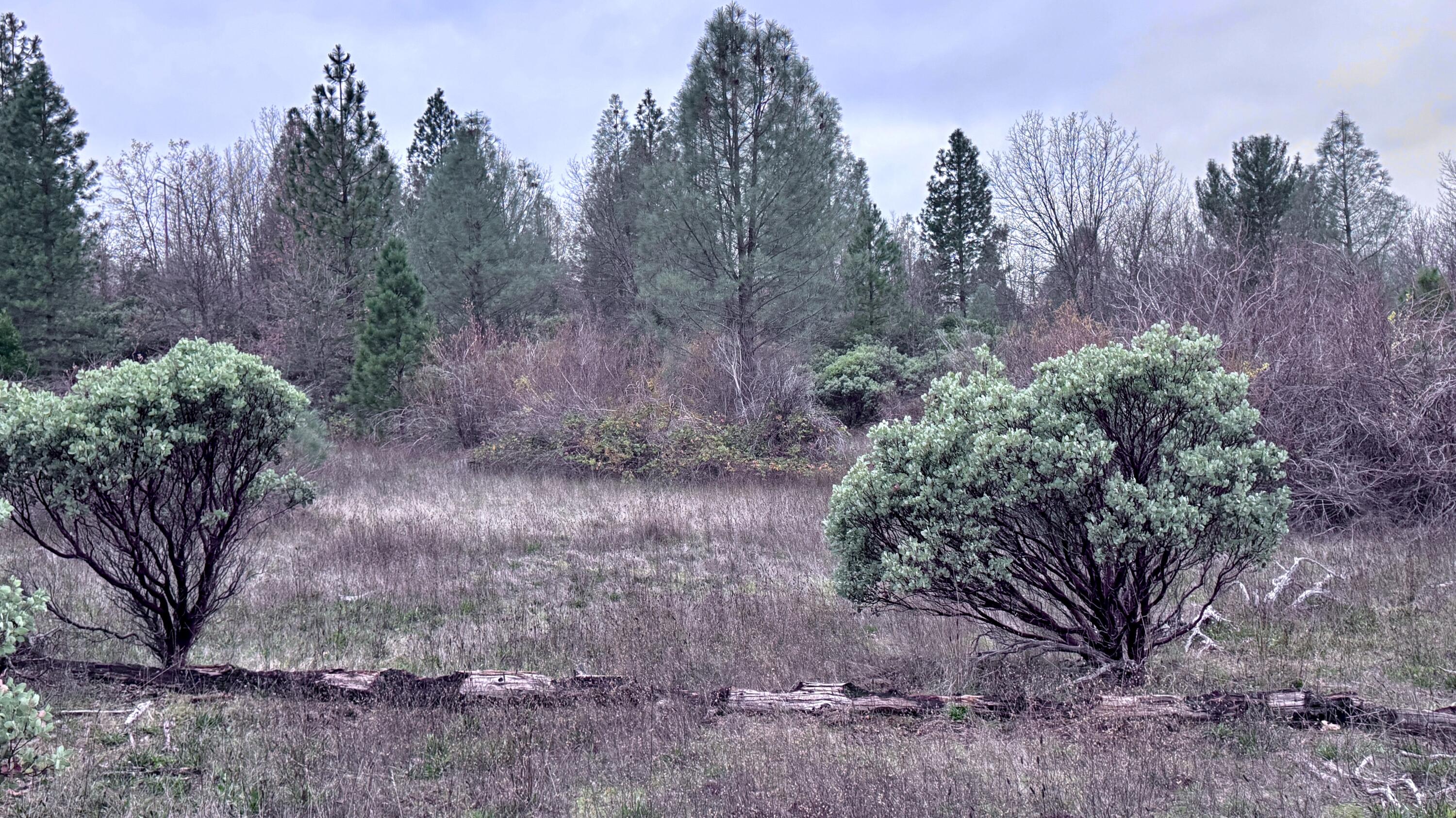 15.77 Acres Dittman Road Montgomery Creek, CA 96065 - Photo 11 of 26 FullSizeRender
