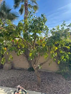 $2,500 | 81919 Avenida Bienvenida, Indio, CA 92203