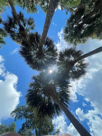 a view of a tree with a yard