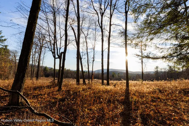 a view of large trees