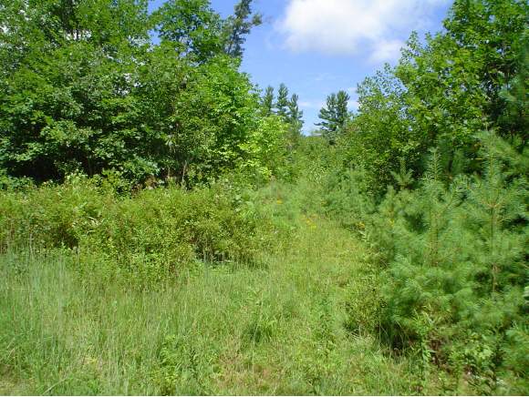 171 Mountain Road Tuftonboro, NH 03816 - Photo 1 of 1 Gallery Image 1