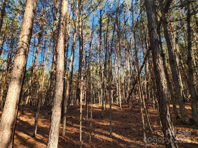 a view of a forest with a tree