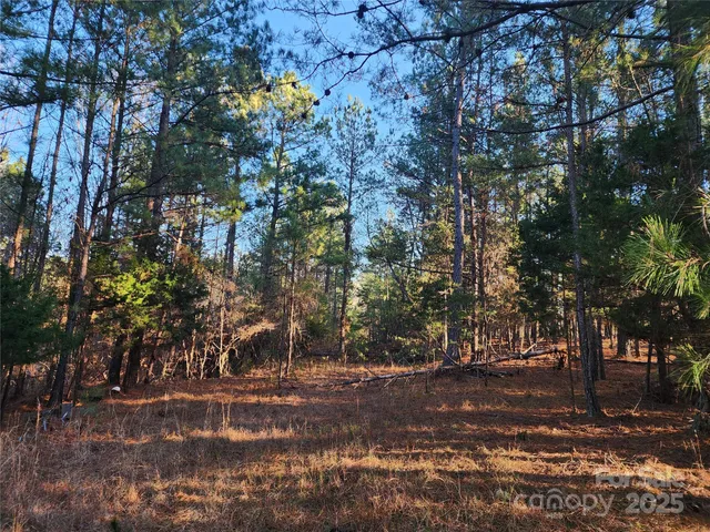 a view of river covered with trees