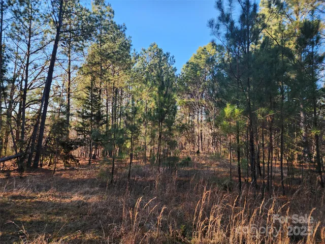 a view of a forest with trees in the background
