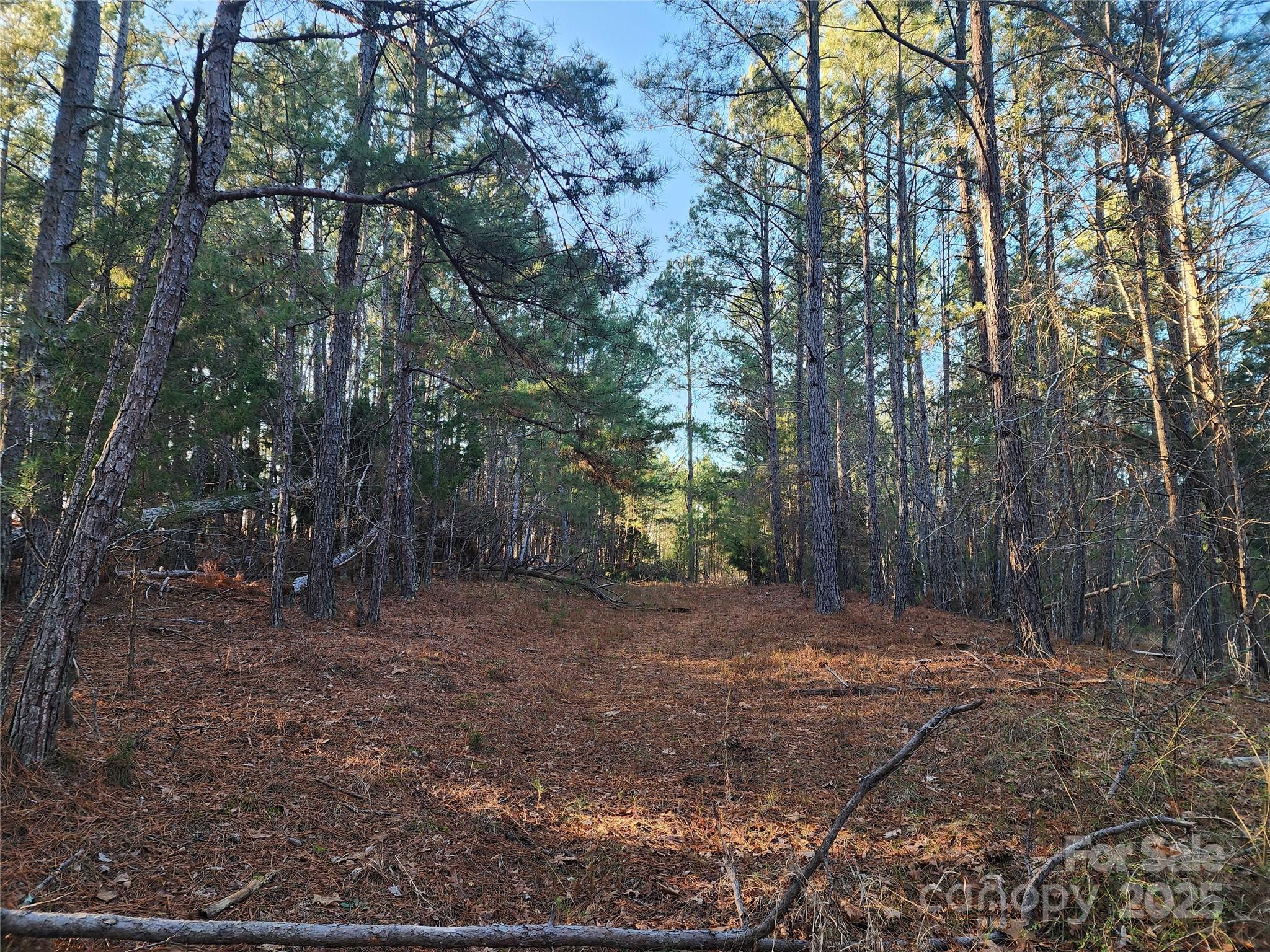 1342 McKnight Road Smyrna, SC 29743 - Photo 27 of 39 a view of a forest with trees in the background