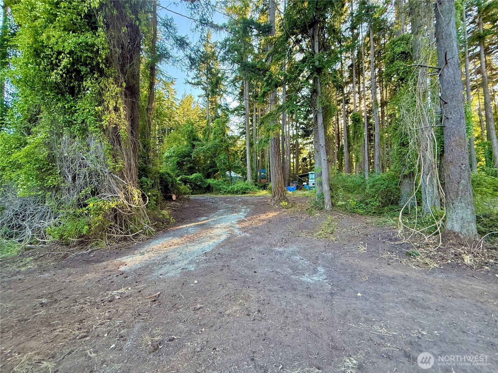 a view of a forest with trees in the background