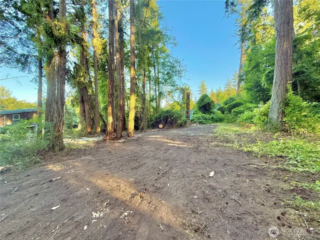 a view of a forest with trees